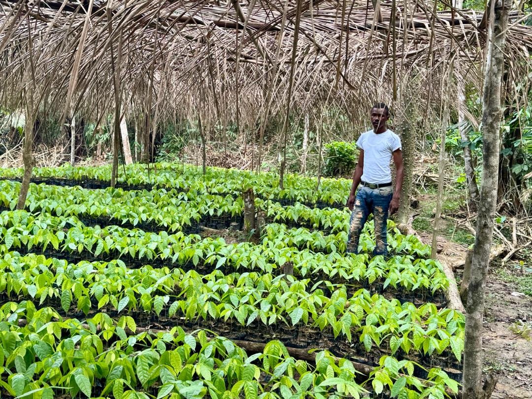 From Cocoa Production to Climate-Resilient Livelihoods: How Dadugba Cooperative is Transforming Smallholder Farming in Sierra Leone